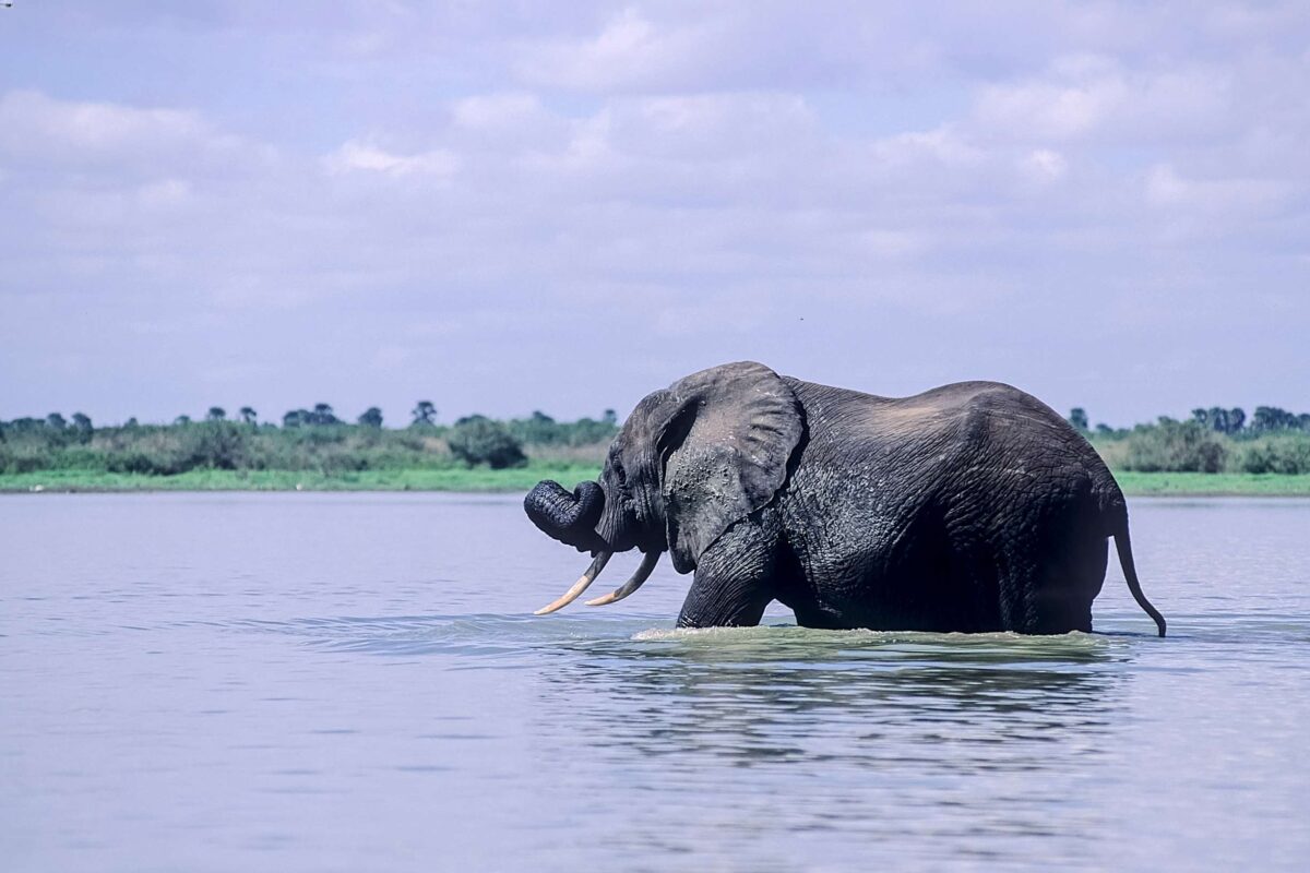 elefante selous elefante selous