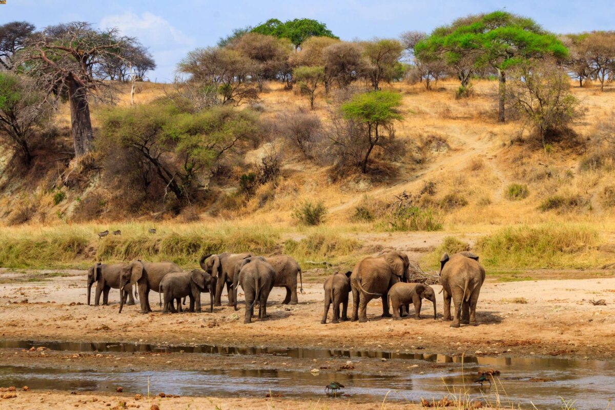 Elefanti nel Parco Nazionale Tarangire