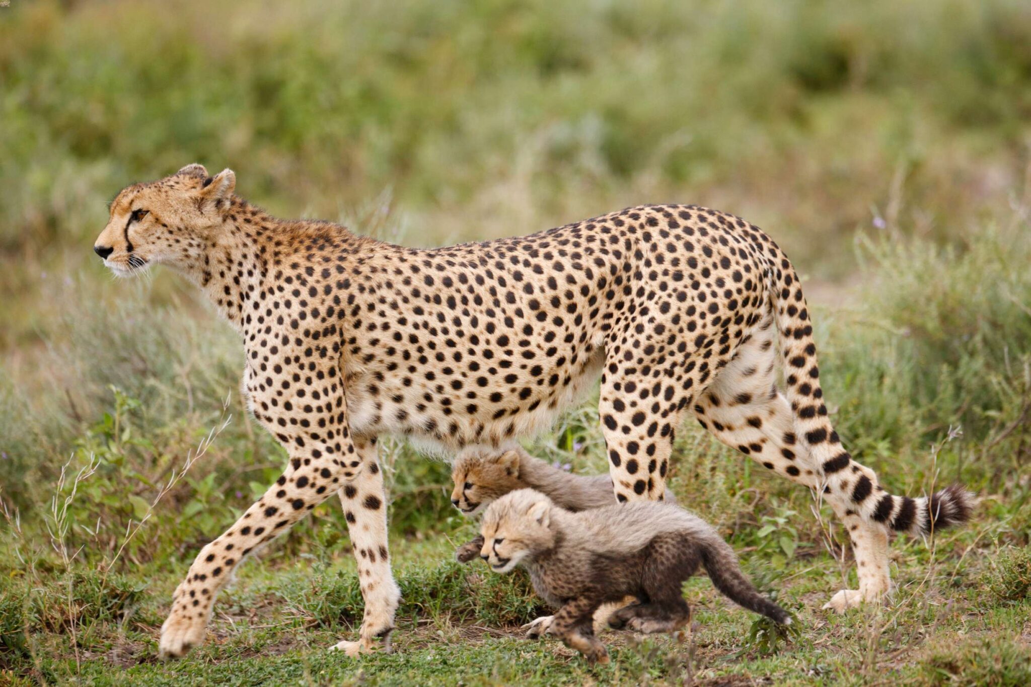 ghepardi Ndutu