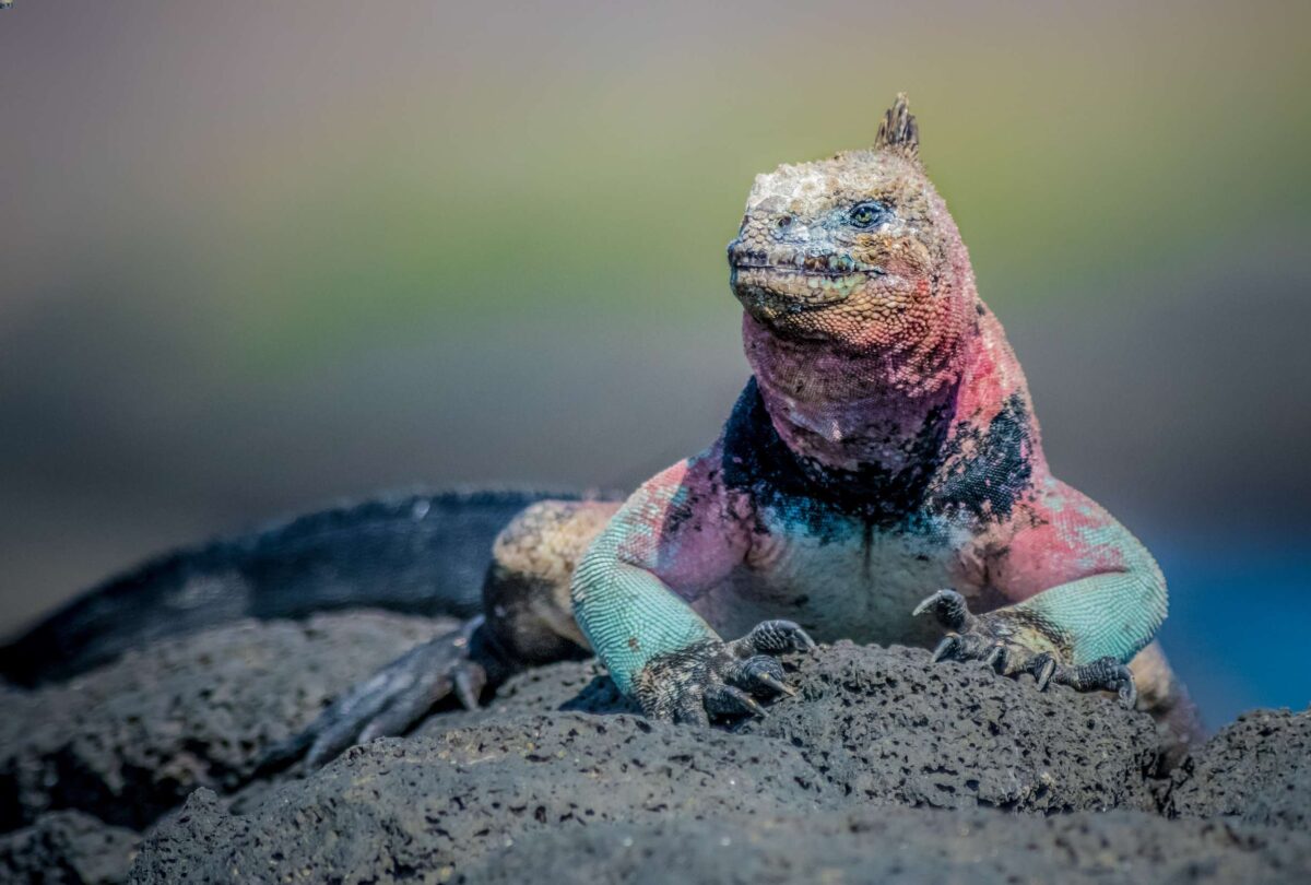 iguana colorata isole Galapagos