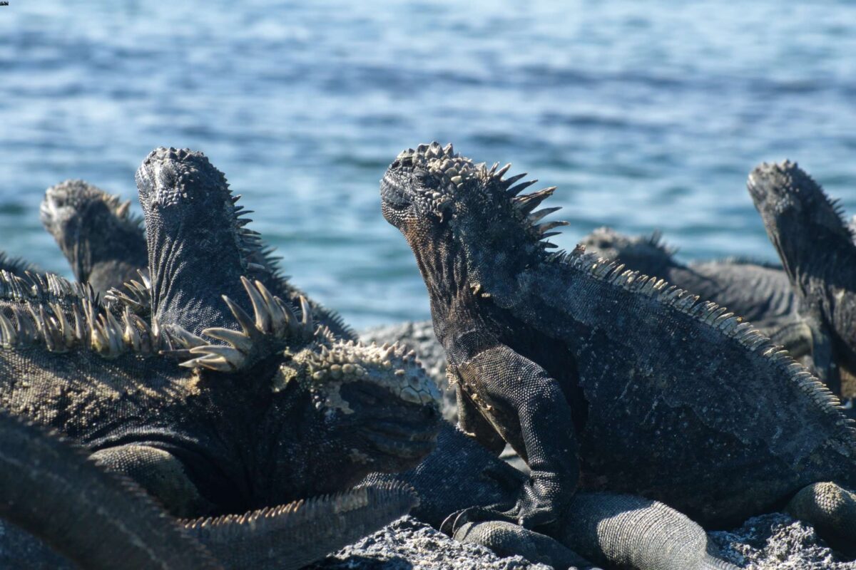 iguane punta espinoza galapagos