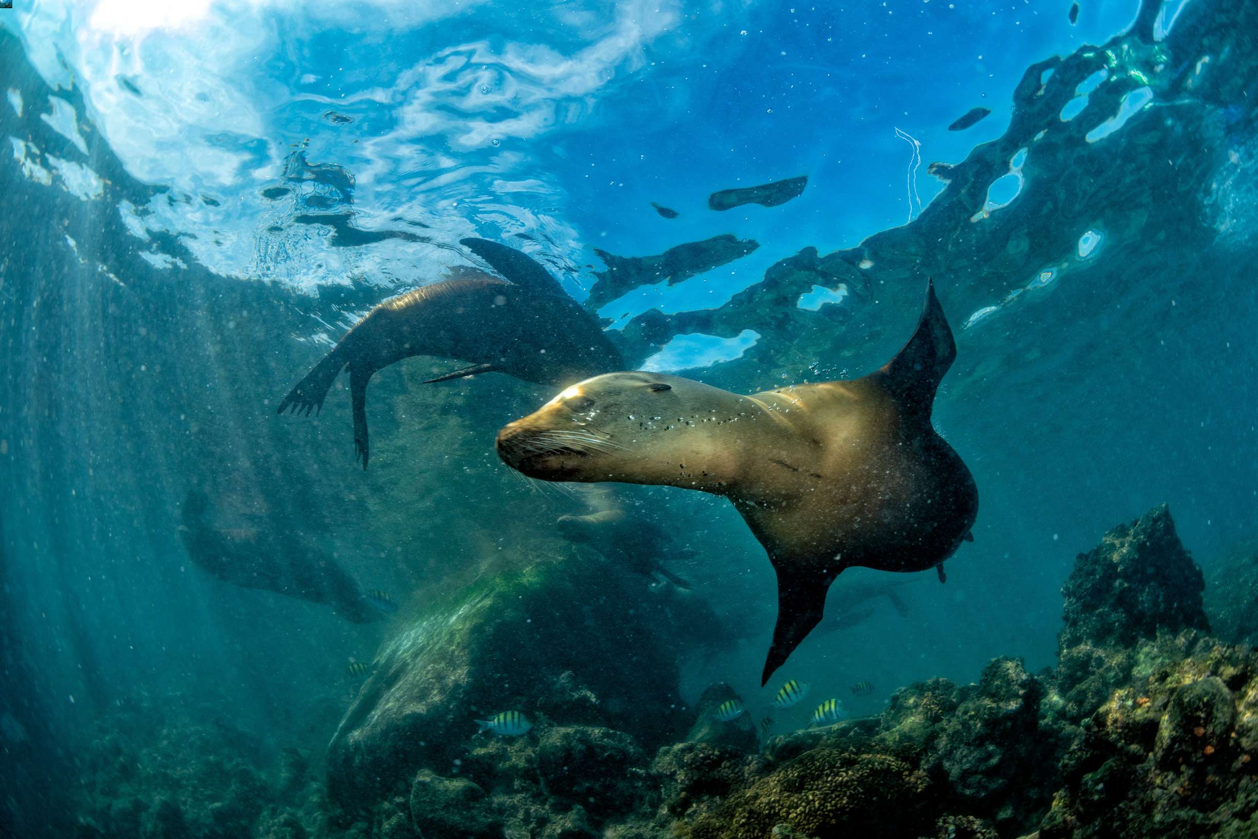 Leoni marini immersioni galapagos
