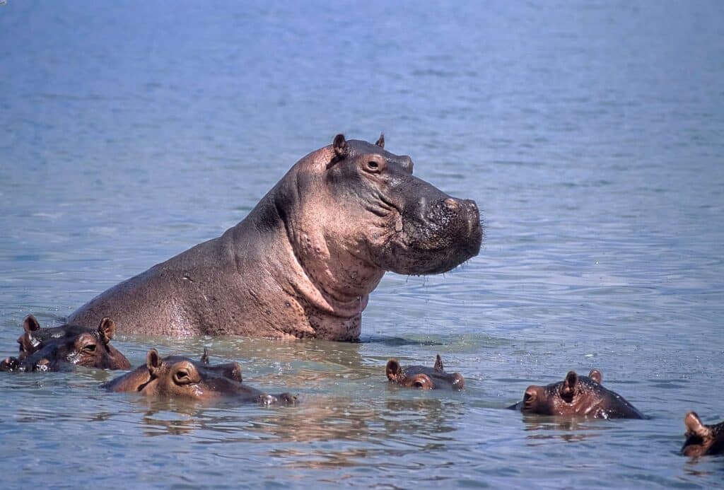 I migliori parchi safari in Tanzania e quali scegliere per un primo safari 8 ippopotami