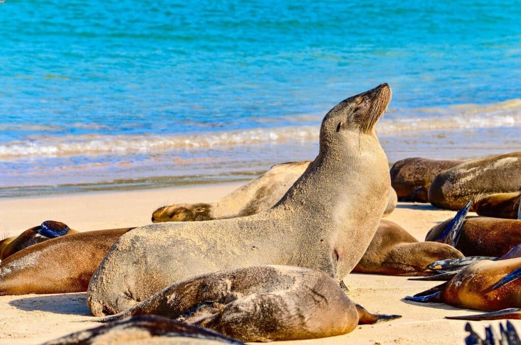Quando andare alle Galapagos: clima e periodo migliore mese per mese 7 leone marino santa fe