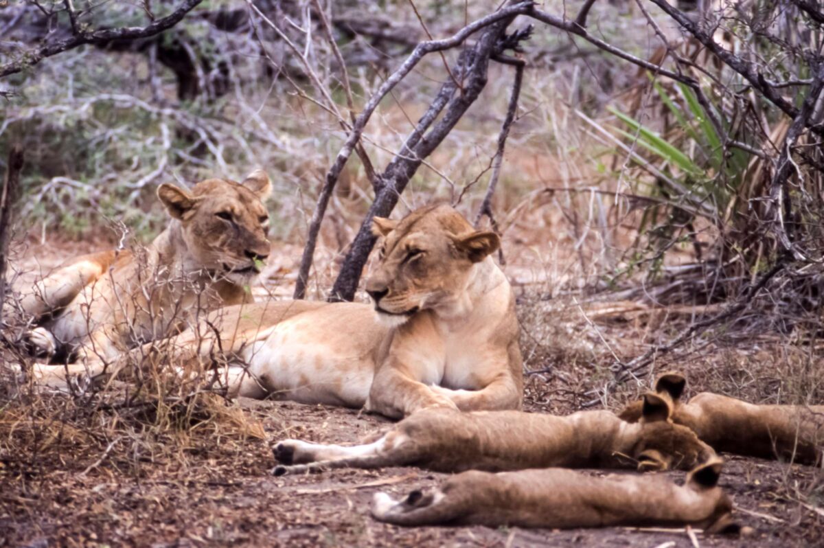 leoni selous tanzania
