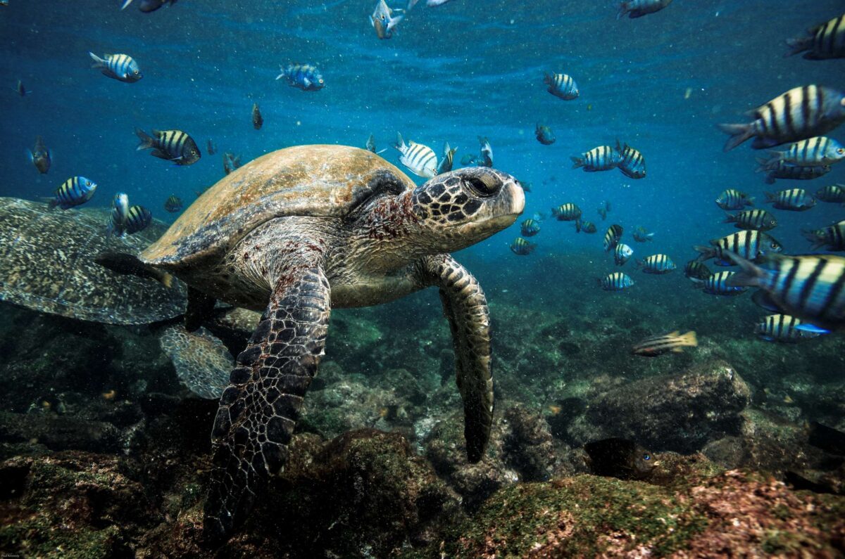 tartaruga marina galapagos
