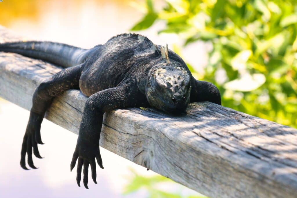 Cos'è un travel designer e come può aiutarti a viaggiare meglio 1 Iguana isole Galapagos