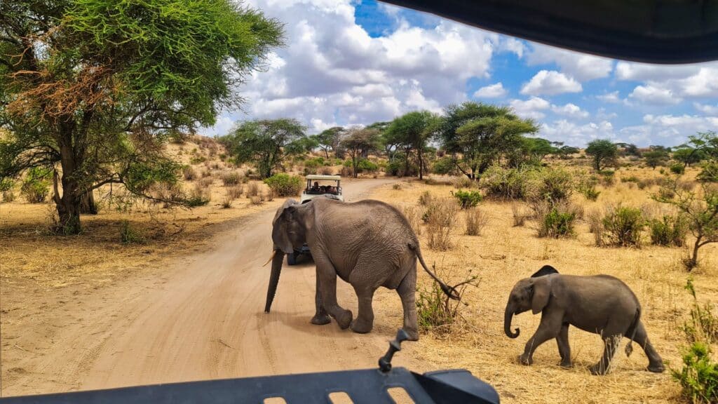 Il momento più bello di un safari in Tanzania non è quello che pensi 5 elefanti tarangire tanzania