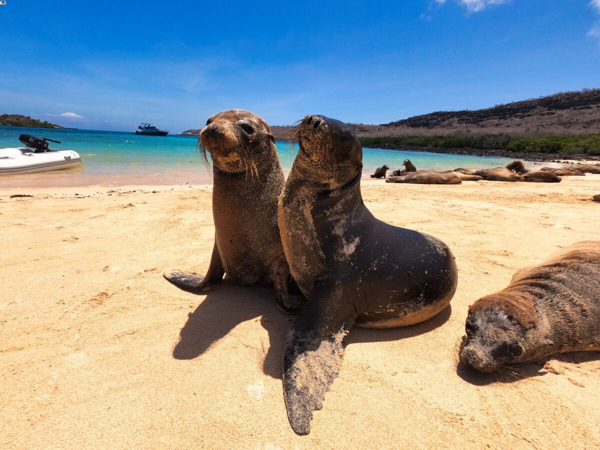 leoni marine delle Galapagos