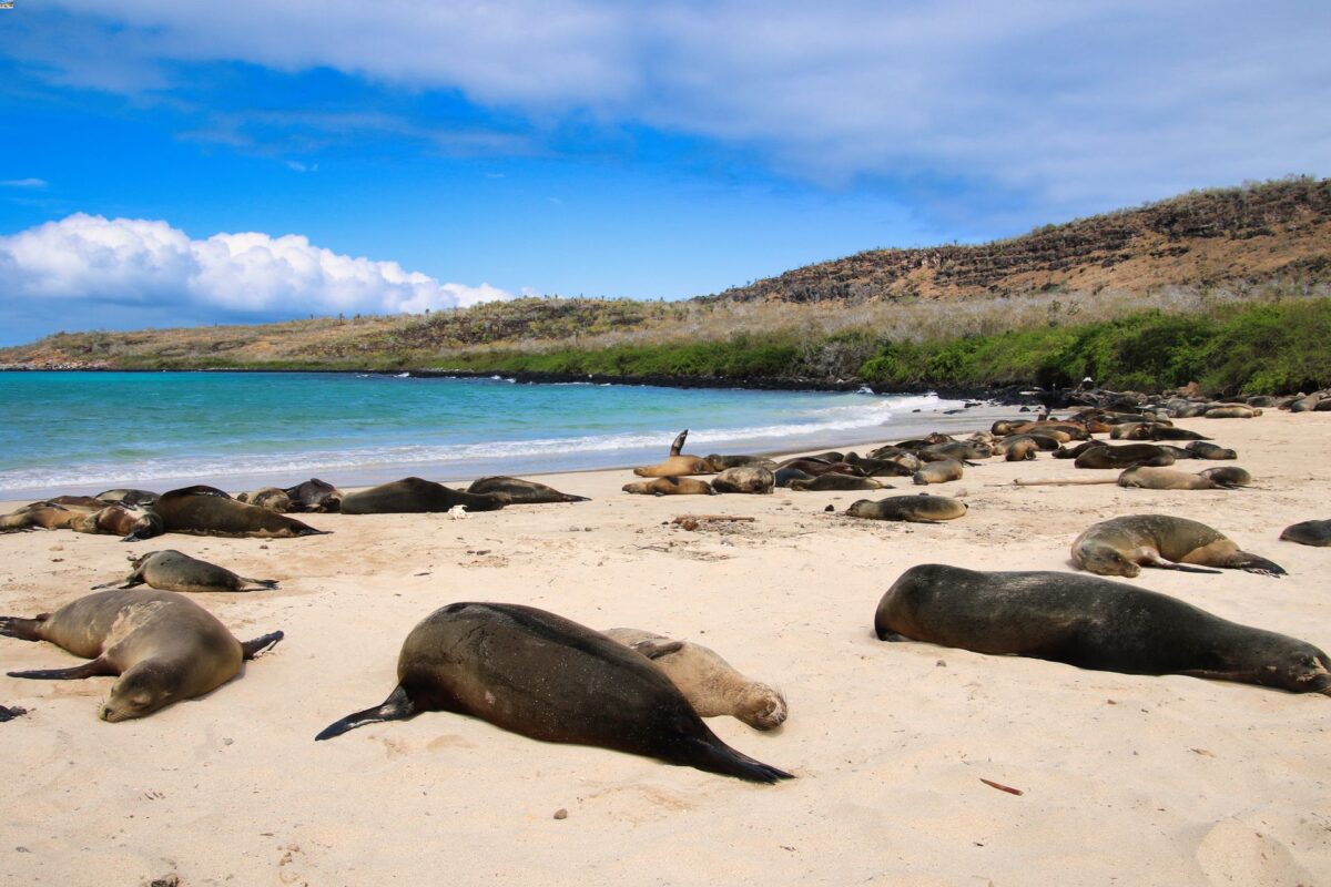 Le spiagge più belle delle Galapagos 3 leoni marini Santa Fe