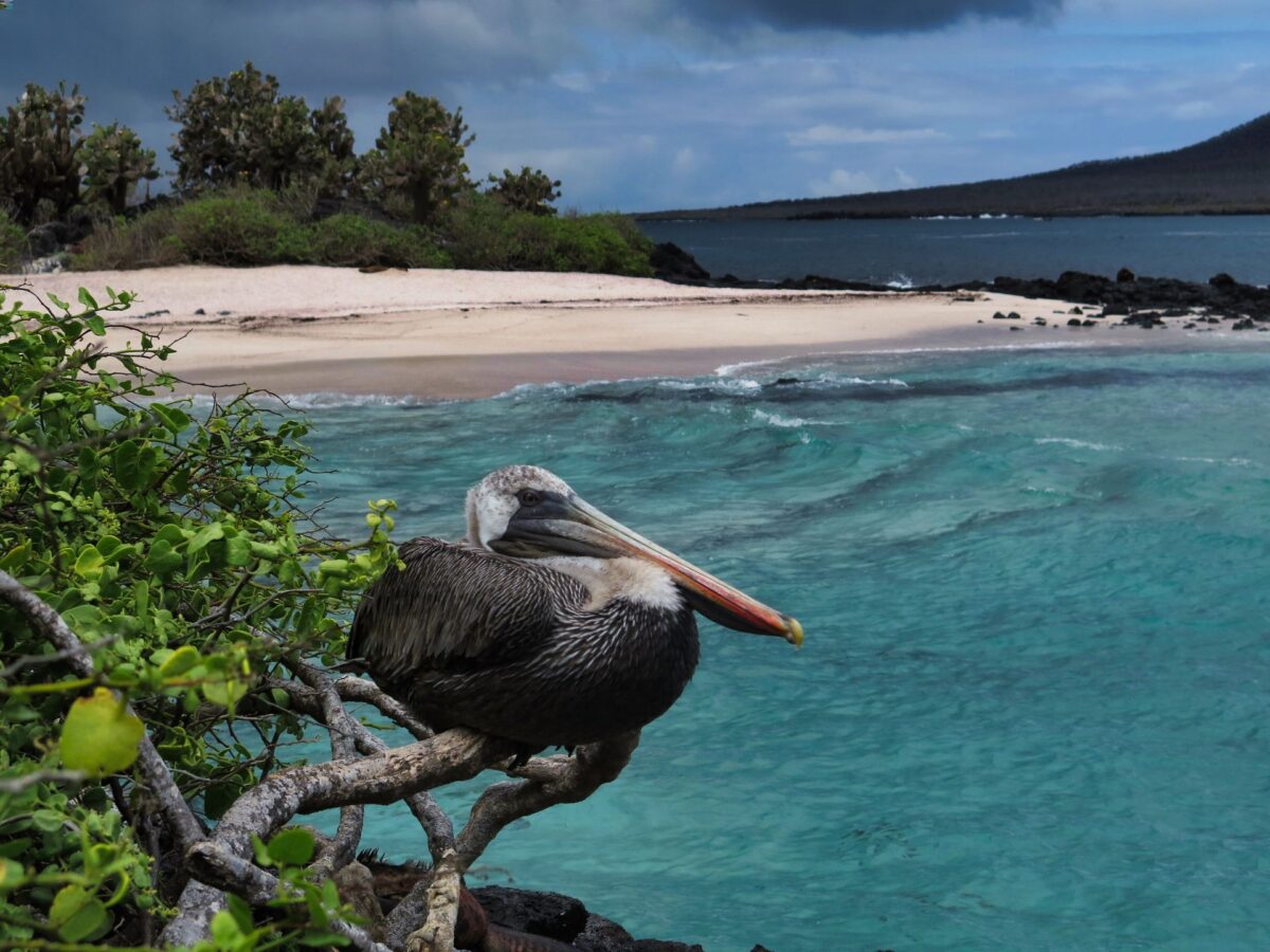 pellicano Galapagos