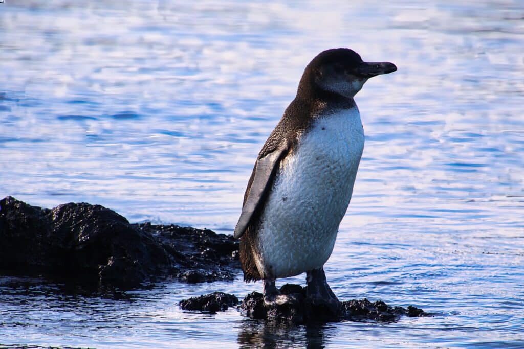 Gli animali delle Galapagos - Dove e quando vederli 3 pinguino Galapagos
