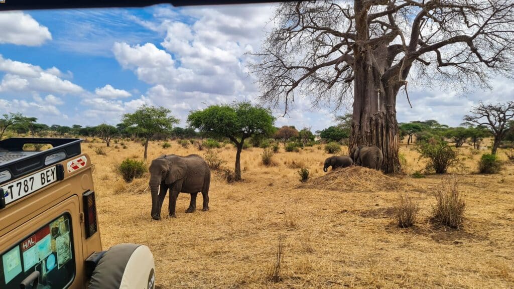 Elefanti nel Parco Nazionale del Tarangire