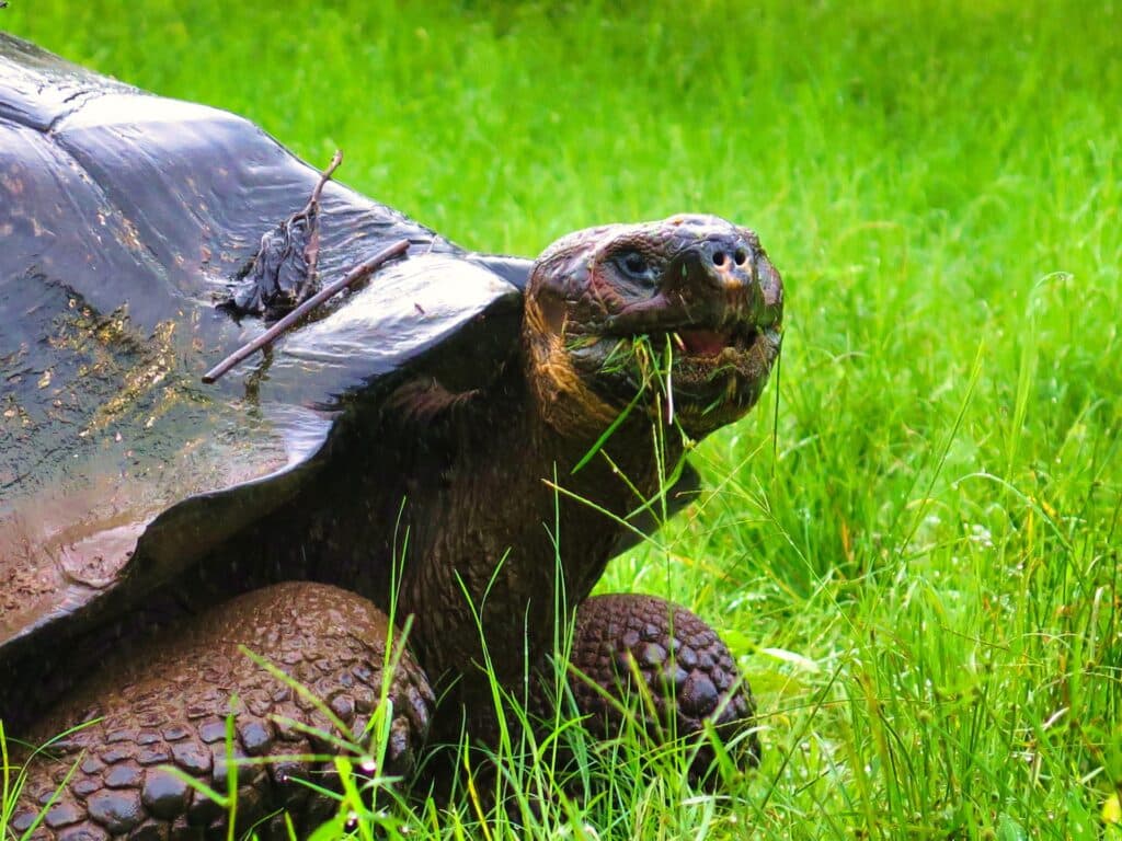 Quando andare alle Galapagos: clima e periodo migliore mese per mese 5 tartaruga gigante Galapagos