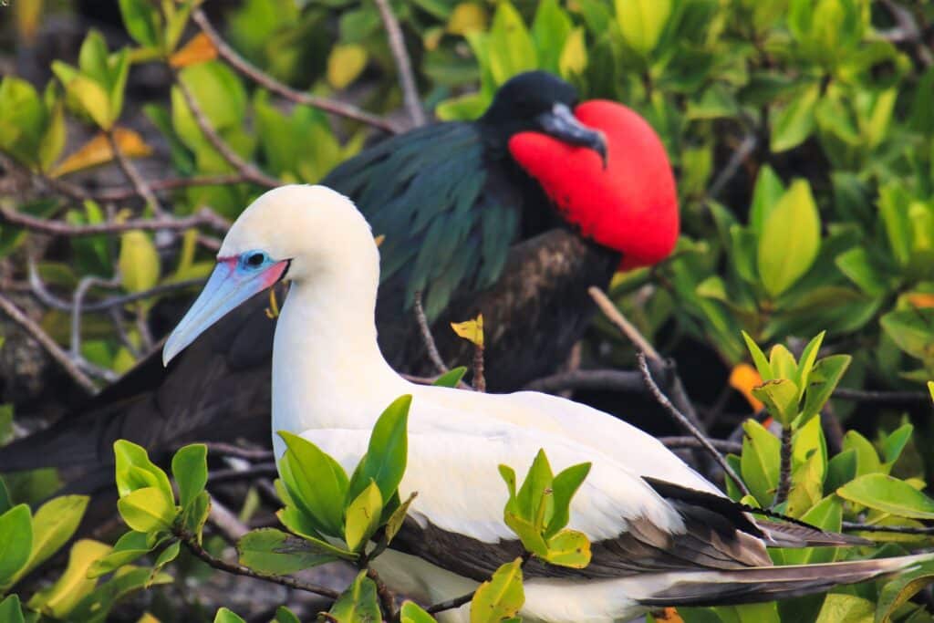 Come viaggiare alle isole Galapagos - Islands Hopping Vs Crociera 3 fregata e sula isole Galapagos