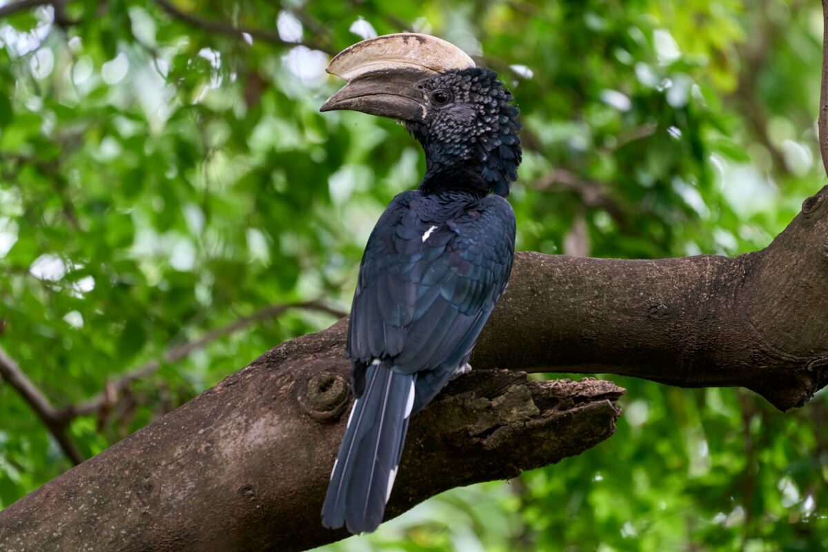 uccello lake manyara