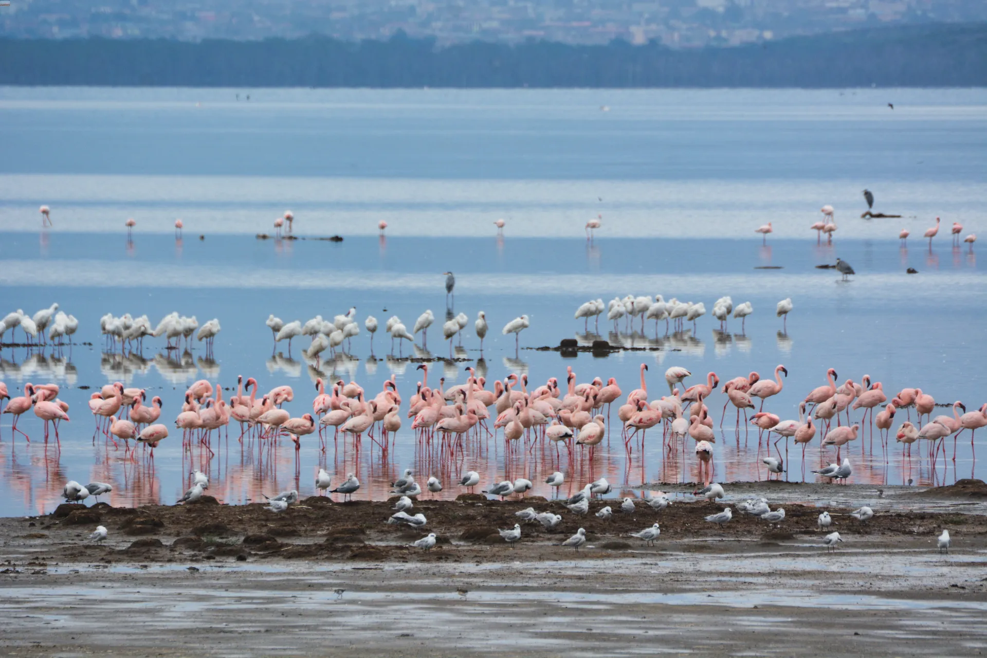 Lake Nakuru fenicotteri
