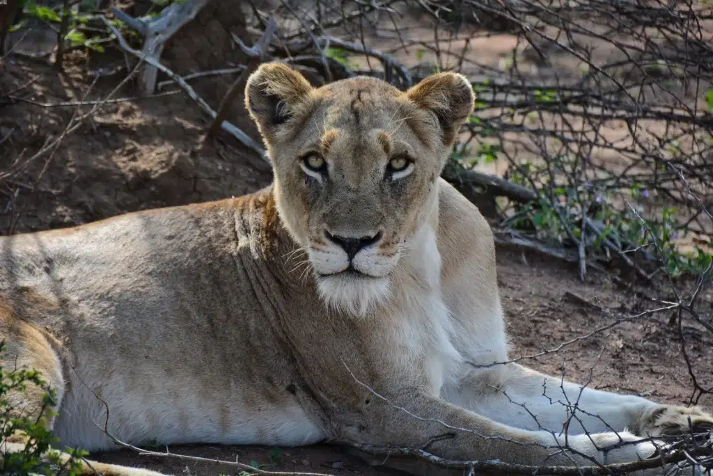 leonessa kruger
