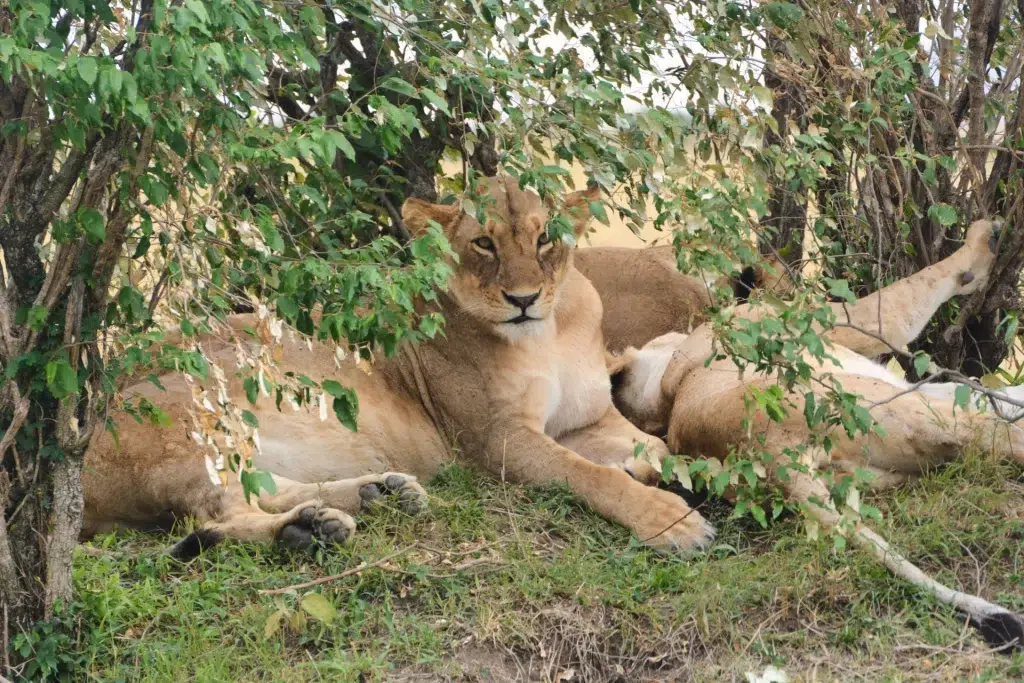 Leonessa Maasai Mara