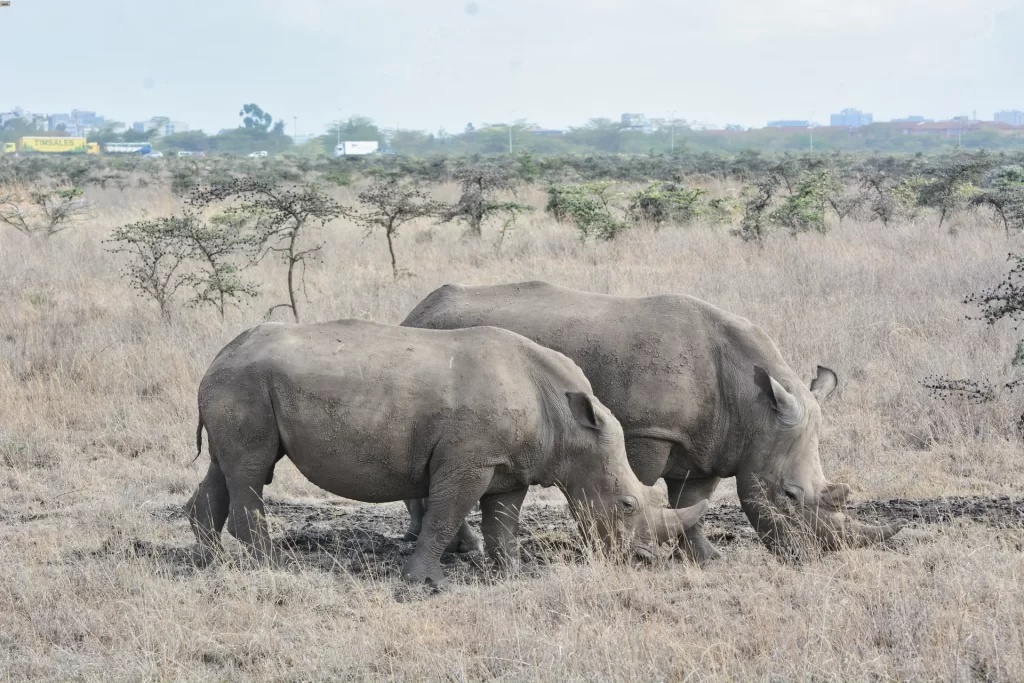 10 emozionanti parchi dove fare Safari in Kenya 5 Parco Nazionale di Nairobi