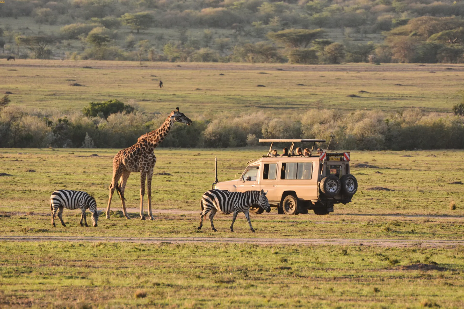 Safari in Kenya 4x4