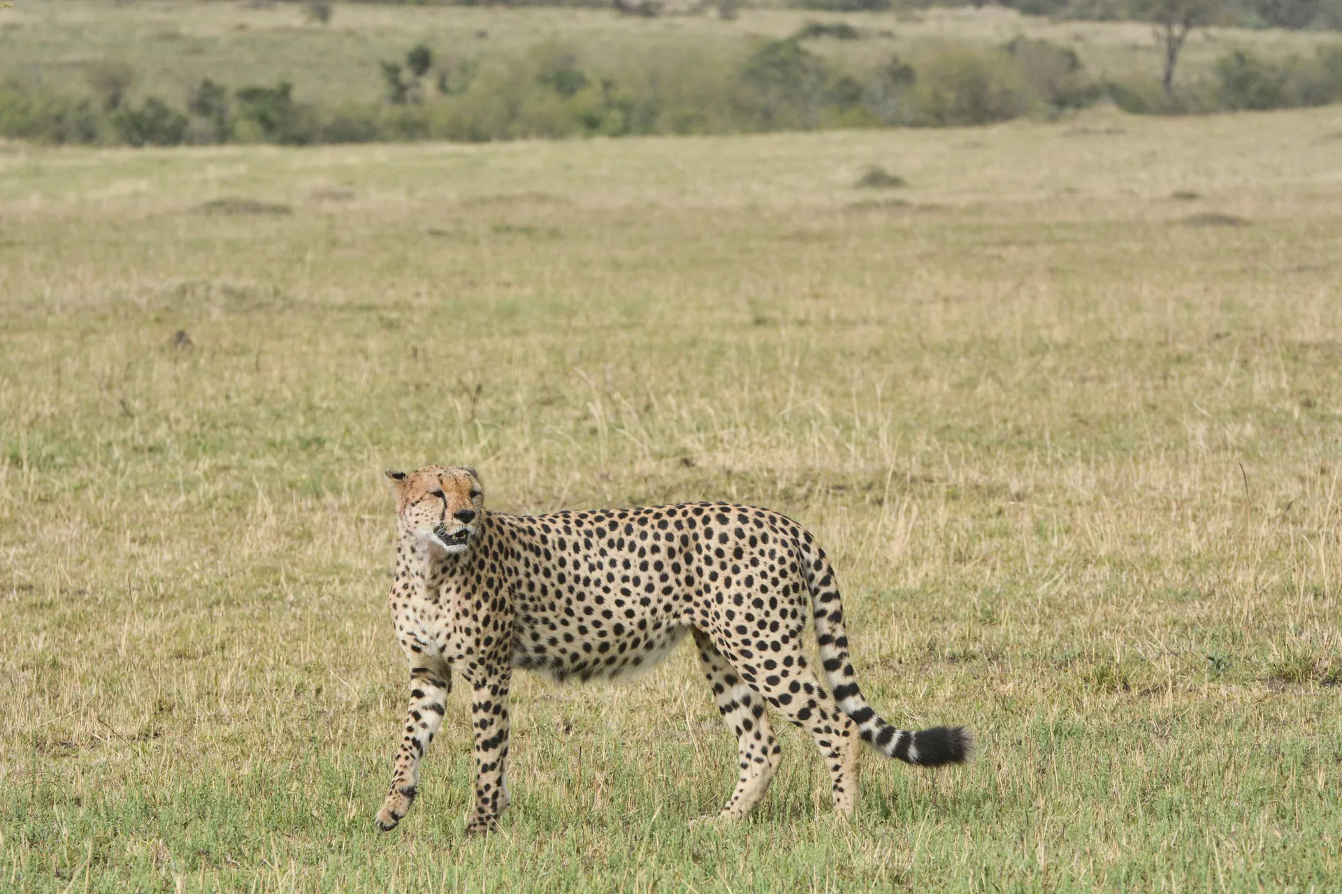 ghepardo Maasai Mara