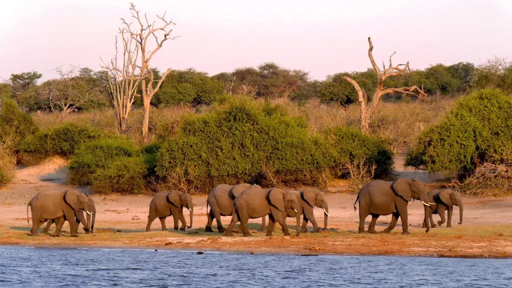 Dove fare safari in Africa: 15 parchi da conoscere prima di scegliere 11 Elefanti nel Chobe