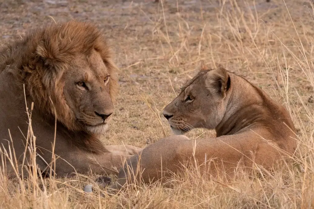Dove fare safari in Africa: 15 parchi da conoscere prima di scegliere 10 Leoni Moremi Game reserve