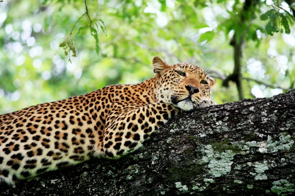 Dove fare safari in Africa: 15 parchi da conoscere prima di scegliere 14 Leopardo Luangwa National Park