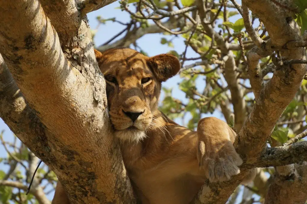 Dove fare safari in Africa: 15 parchi da conoscere prima di scegliere 13 leone queen elizabeth uganfa