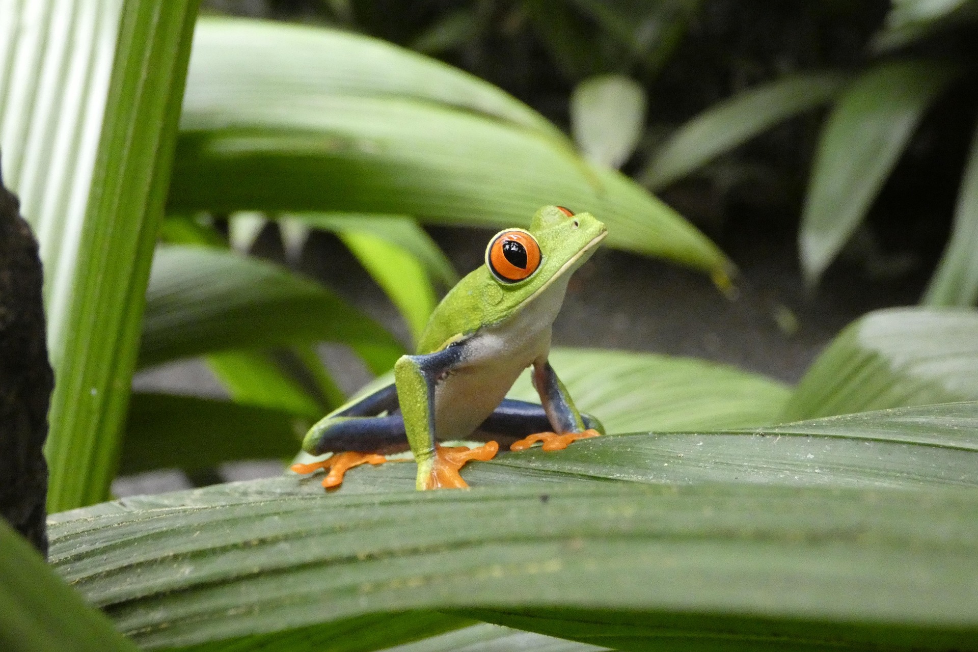 animali costa rica