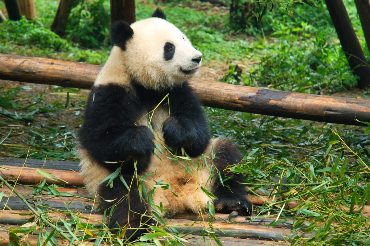 Cosa vedere in Cina la prima volta: come scegliere le tappe giuste 6 Chengdu - Panda