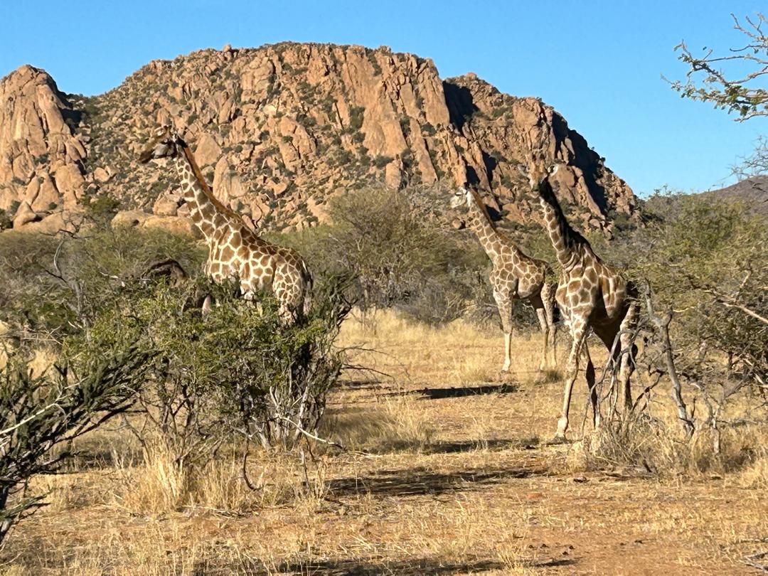 Cosa aspettarsi da un safari in Africa(e cosa no) 4 Giraffe Ai Aiba Namibia