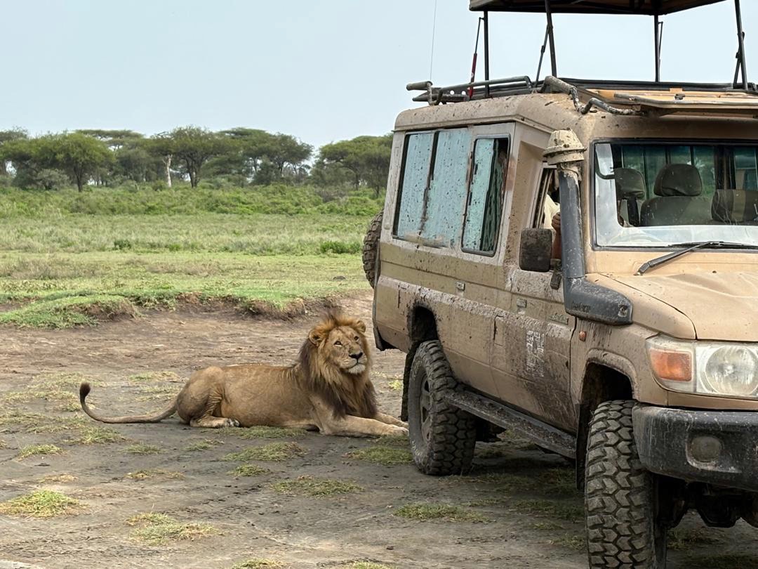 Macchina safari nel serengeti