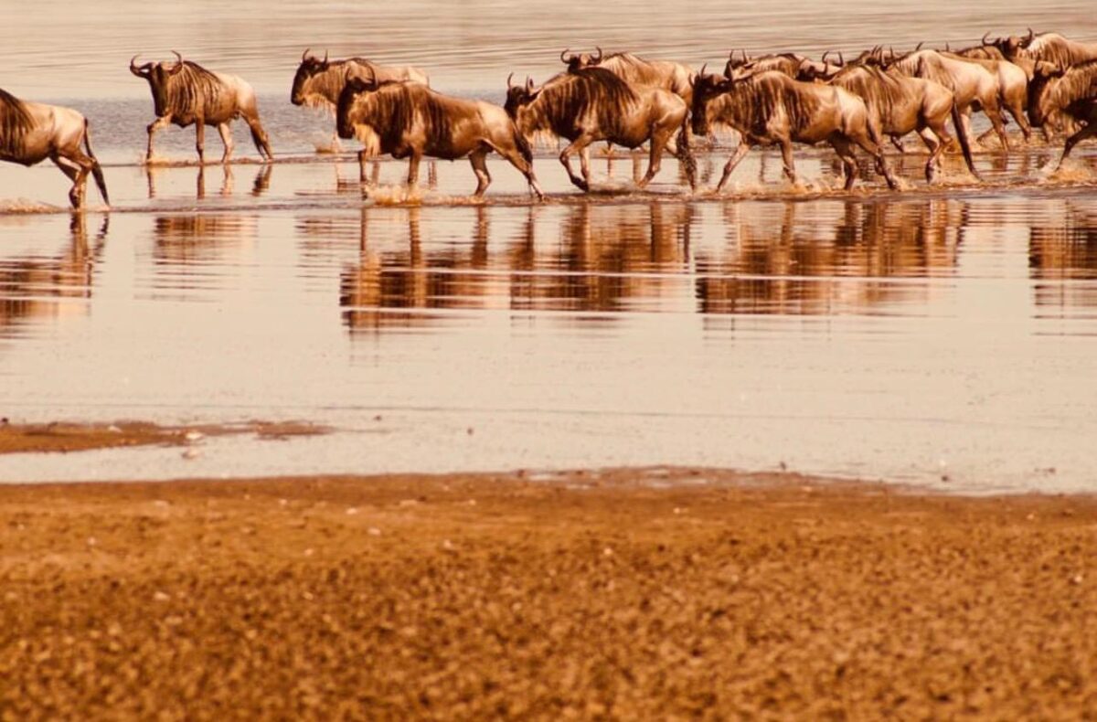 grande migrazione gnu nel Serengeti