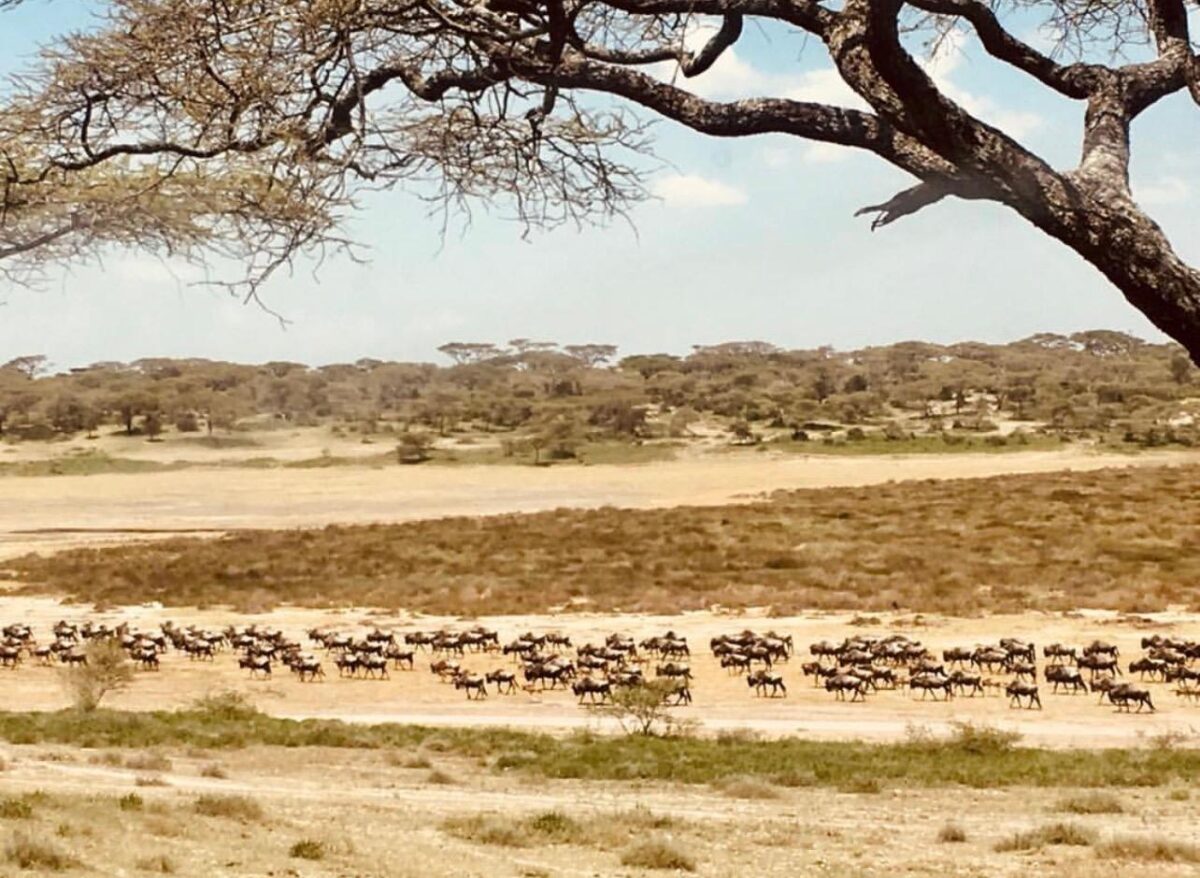 La Grande Migrazione nel Serengeti: quando vederla e cosa aspettarsi davvero 2 grande migrazione serengeti