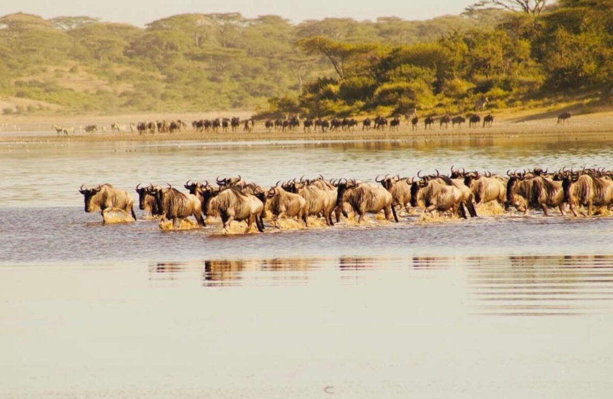 La Grande Migrazione nel Serengeti: quando vederla e cosa aspettarsi davvero 1 mara river crossing migrazione serengeti