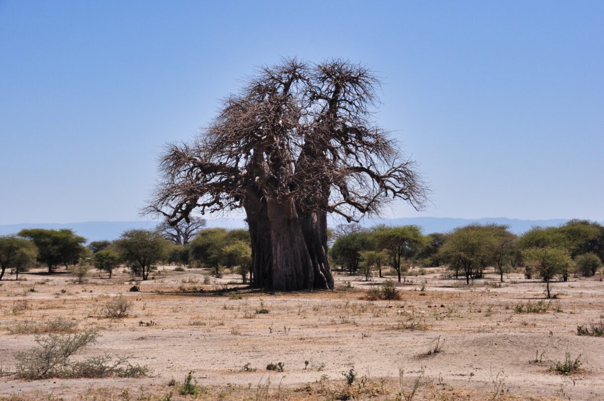 Baobab nel tarangire
