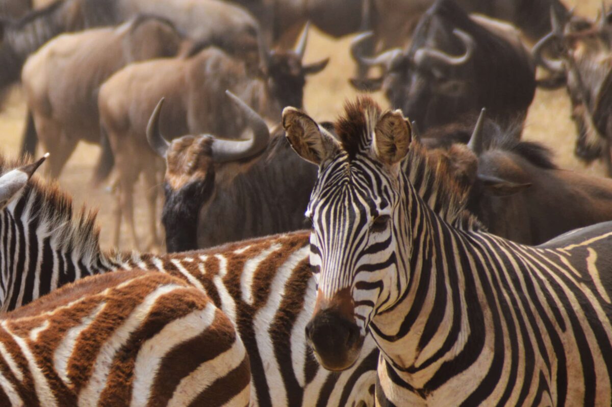 Quanti giorni servono per un safari in Tanzania? 2 Zebra e gnu a Ngorongoro