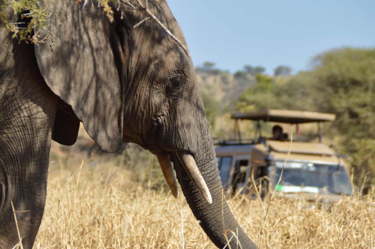 Quanti giorni servono per un safari in Tanzania? 4 Elefante nel Tarangire