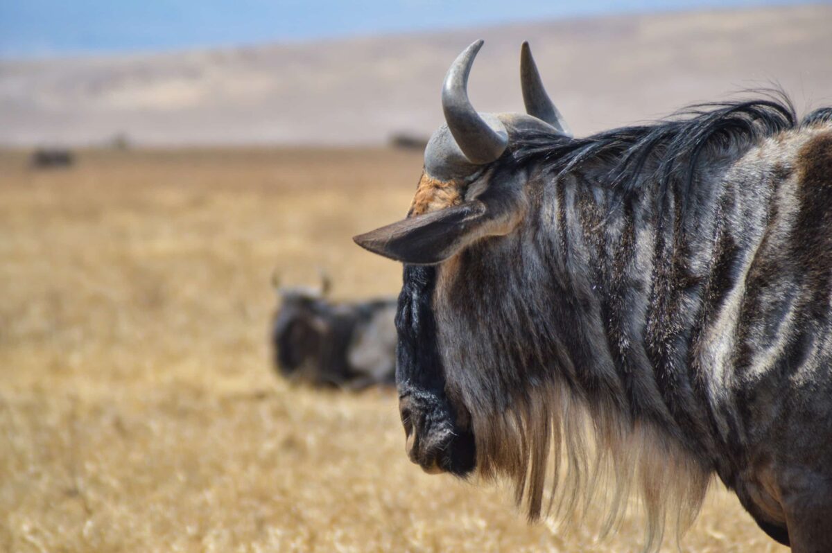 Gnu a Ngorongoro