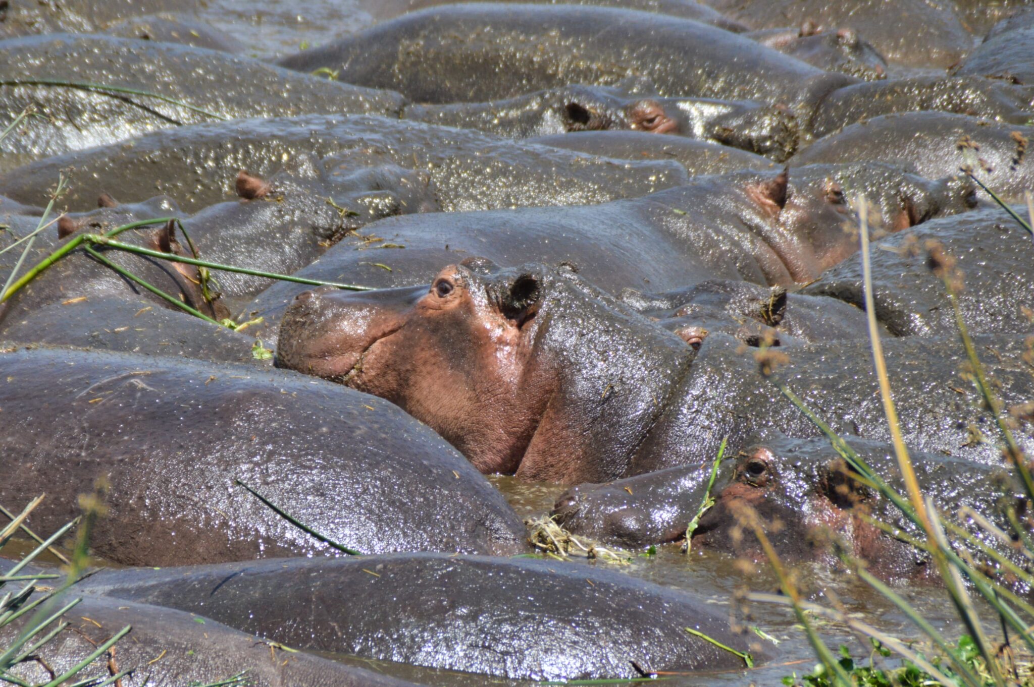 Ippopotami tanzania