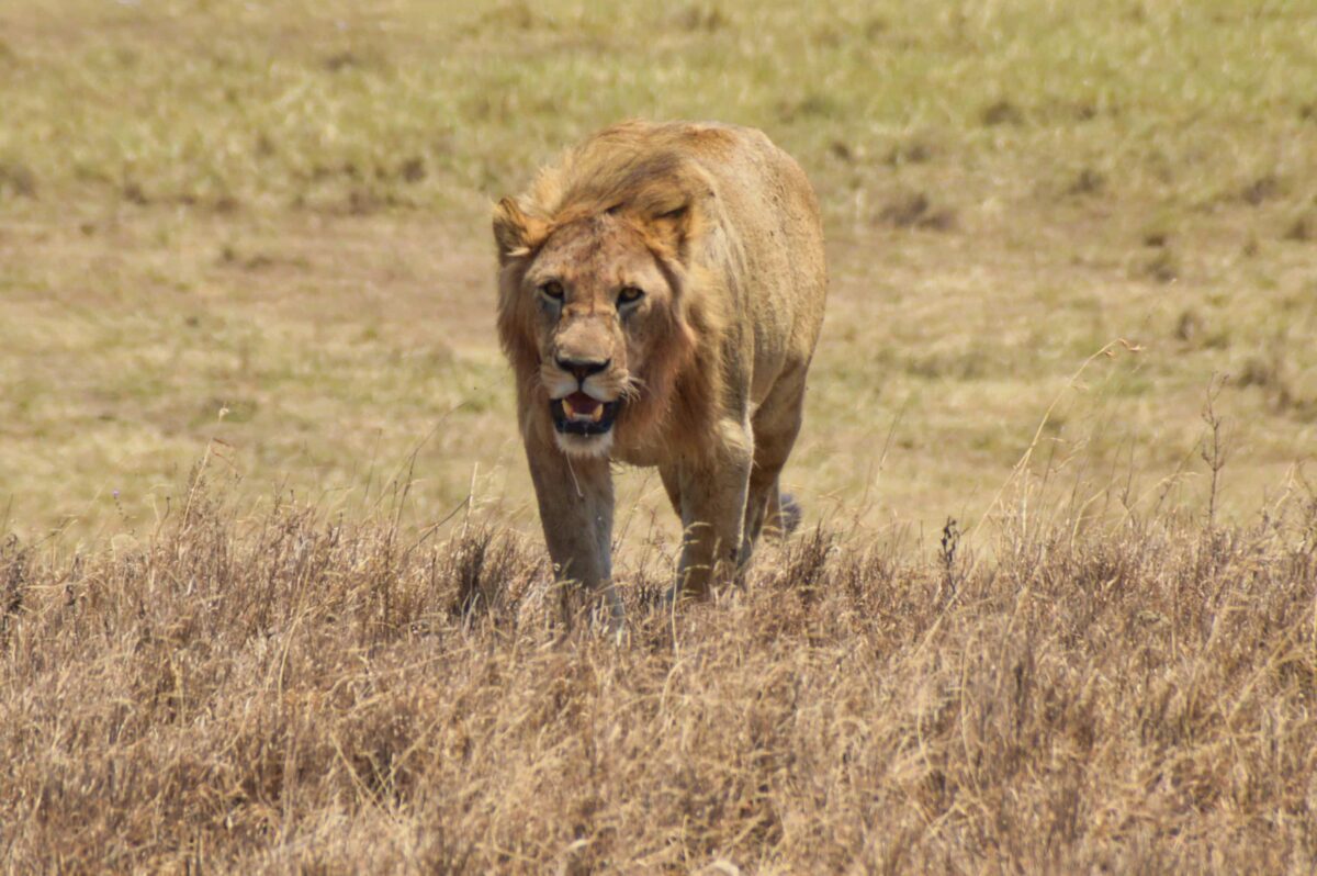Cosa aspettarsi da un safari in Africa(e cosa no) 11 Leone cratere Ngorongoro