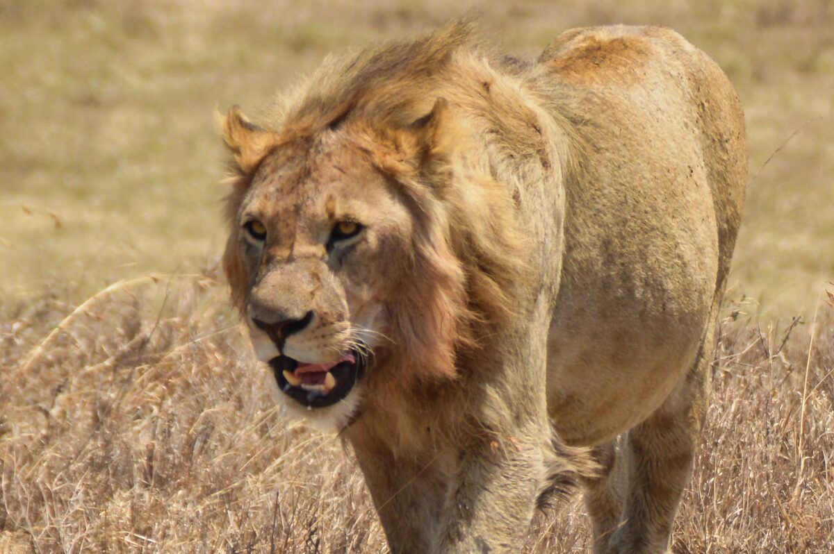 Tanzania e Zanzibar: guida completa per organizzare il viaggio 4 Leone nel cratere Ngorogoro