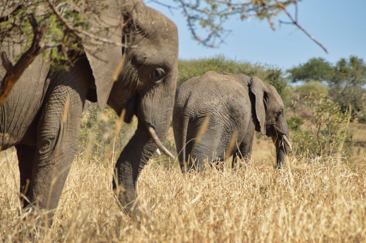 La Grande Migrazione nel Serengeti: quando vederla e cosa aspettarsi davvero 5 Elefanti nel Tarangire