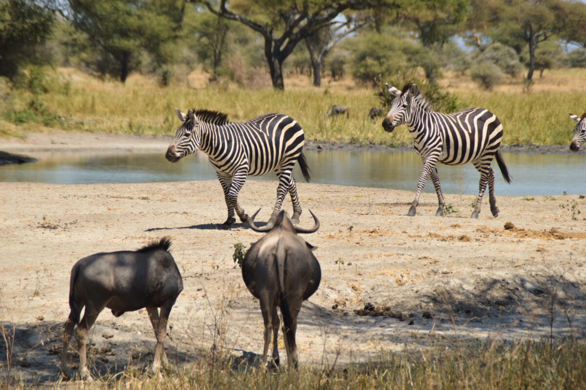 Quando andare in Tanzania - Il periodo migliore per fare un safari 1 Zebre nel parco tarangire