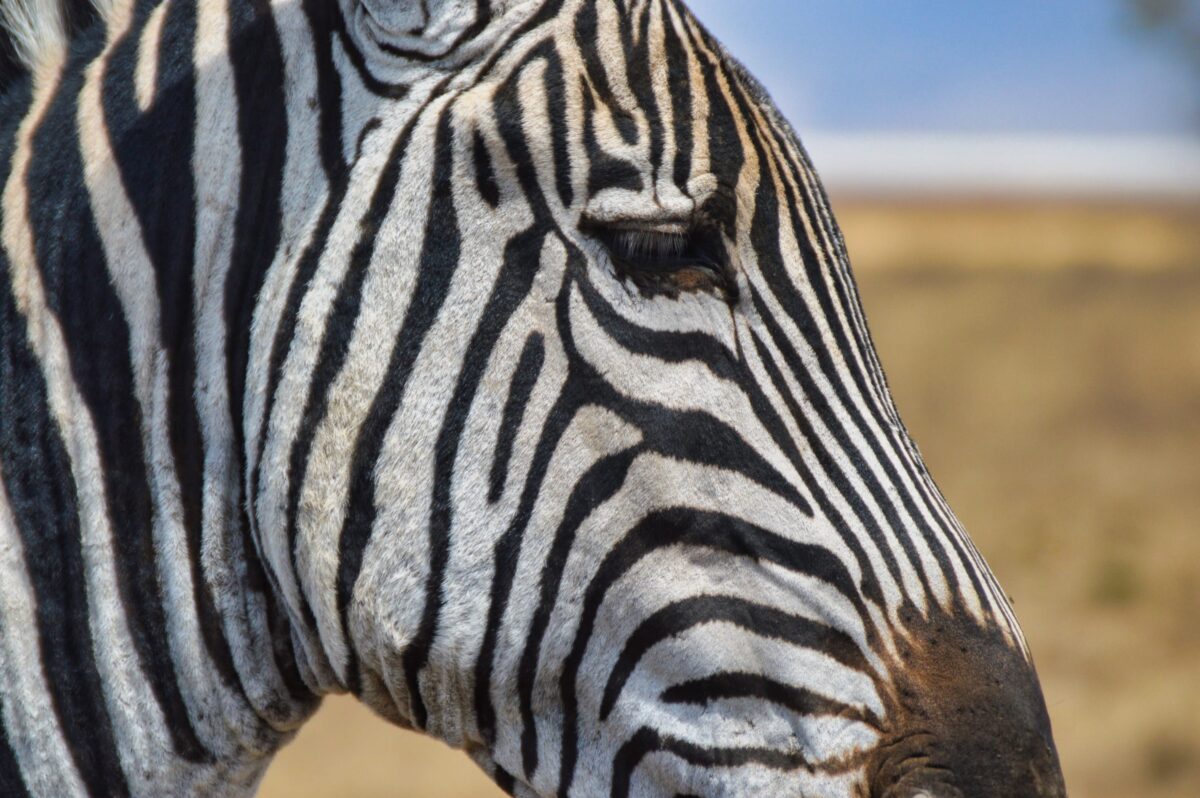 Tanzania e Zanzibar: guida completa per organizzare il viaggio 11 Zebra primo piano