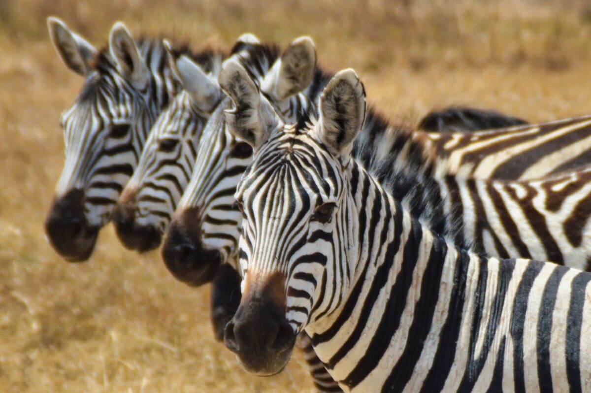 fila di zebre Ngorongoro