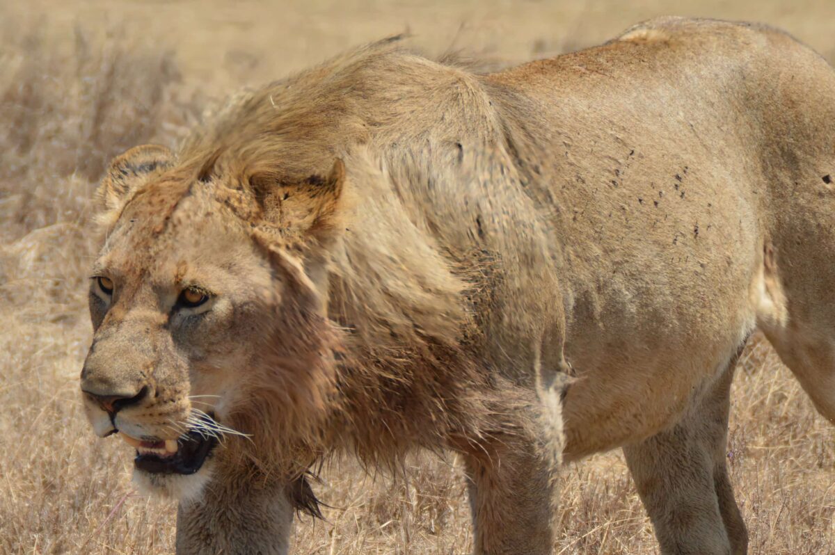 Come risparmiare su un safari in Tanzania (e cosa non funziona) 1 leone ngorongoro primo piano