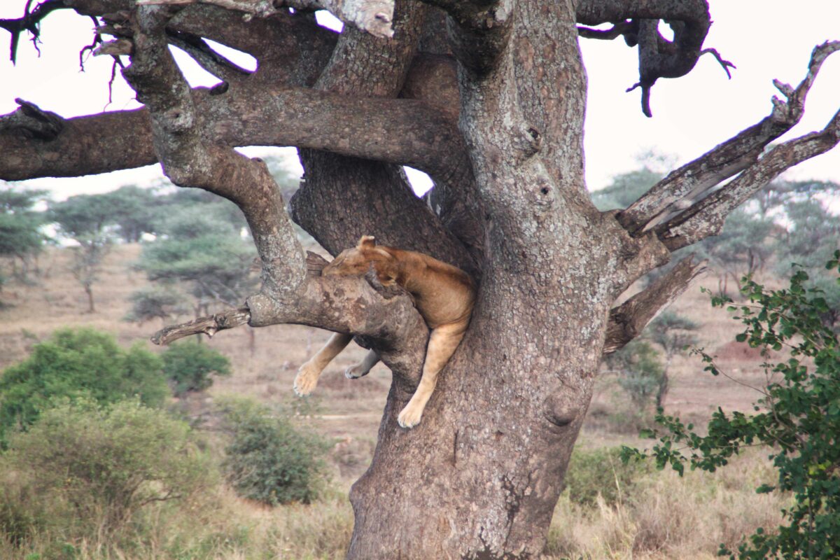 Safari in Tanzania con bambini: la guida pratica per famiglie 3 Leone su albero nel Serengeti